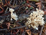 Ramaria pinicola image