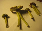 Hygrocybe virescens image