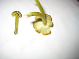 Hygrocybe virescens image
