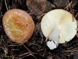 Russula vesca image