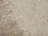 Hygrocybe virescens image
