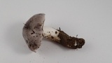 Tricholoma griseoviolaceum image