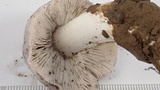 Tricholoma griseoviolaceum image