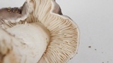 Tricholoma griseoviolaceum image