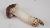 Tricholoma griseoviolaceum image
