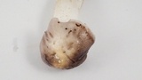Tricholoma griseoviolaceum image