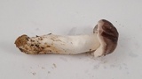 Tricholoma griseoviolaceum image