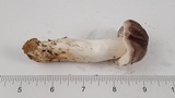 Tricholoma griseoviolaceum image