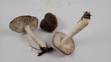 Tricholoma terreum image