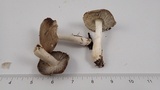 Tricholoma terreum image