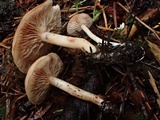 Clitopilus nuciolens image