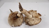 Tricholoma saponaceum image