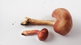 Tricholomopsis rutilans image