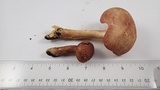 Tricholomopsis rutilans image