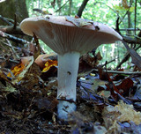 Hygrophorus russula image