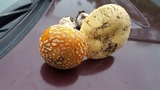 Amanita muscaria var. formosa image