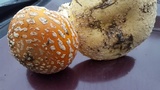Amanita muscaria var. formosa image