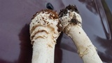 Amanita muscaria var. formosa image