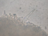 Melanoleuca cognata image