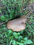 Boletus chrysenteron image