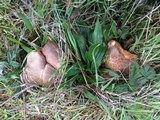 Boletus chrysenteron image