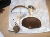 Melanoleuca cognata image
