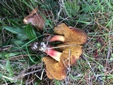 Boletus chrysenteron image