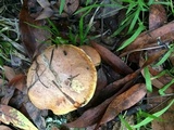 Suillus caerulescens image
