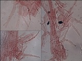 Coprinellus truncorum image