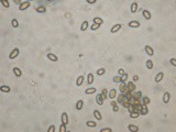 Inocybe geophylla image
