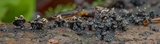 Cordierites coralloides image