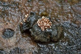 Cordierites coralloides image