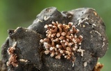 Cordierites coralloides image