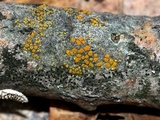 Caloplaca pyracea image