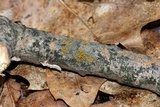 Caloplaca pyracea image