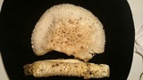 Amanita vittadinii image