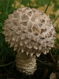 Amanita vittadinii image