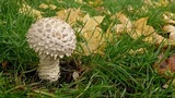 Amanita vittadinii image
