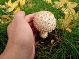 Amanita vittadinii image