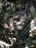 Echinoderma asperum image