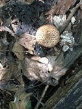 Echinoderma asperum image