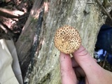 Echinoderma asperum image