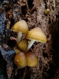 Pluteus chrysophaeus image