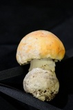 Amanita aprica image