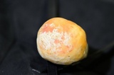 Amanita aprica image
