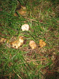 Rhizopogon occidentalis image
