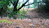 Alloclavaria purpurea image