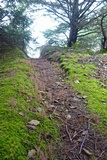 Alloclavaria purpurea image