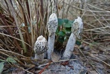 Phallus hadriani image