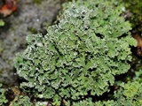 Cladonia ochrochlora image